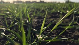 Get to grips with soil health and nitrogen use efficiency